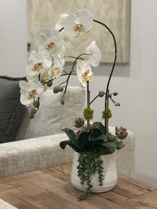 Faux Orchid Duo with Succulents in White Pot