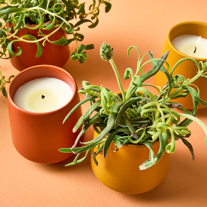 Modern Sprout Rooted Candle - Taryn x Philip Boutique