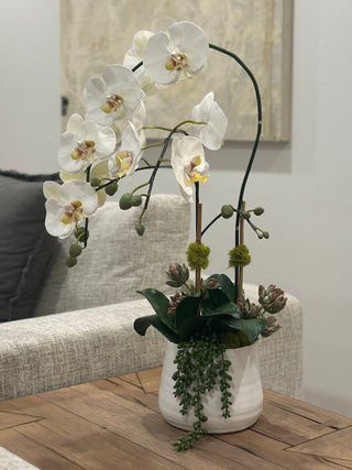 Faux Orchid Duo with Succulents in White Pot