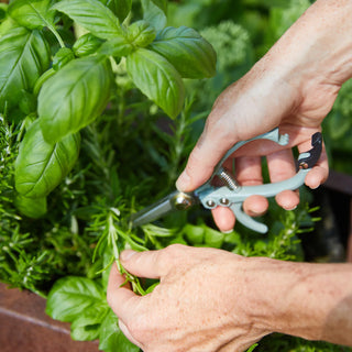 Modern Sprouts Gardening Shears - Taryn x Philip Boutique