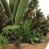 Salar Succulents - Taryn x Philip Boutique